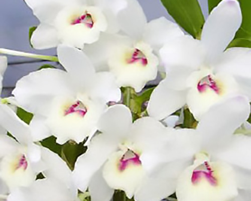 Dendrobiums Orchid